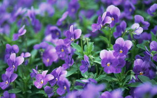 紫罗兰的花语,紫罗兰的花语
