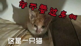 第一次给小猫洗澡