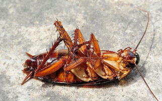 蟑螂到底吃什么东西 俗称偷油婆,那么是吃油吗