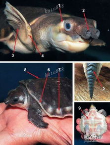 什么龟可以和鱼混养 猪鼻龟的饲养方法