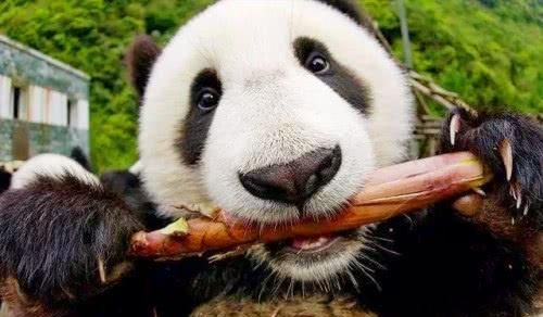 大熊猫吃竹子,为什么不会被划伤 饲养员一针见血道出实情