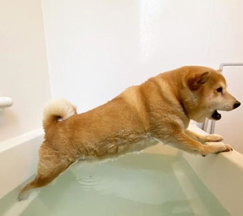 柴犬不愿洗澡,在浴缸苦苦支撑,网友 腰力真好
