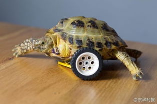 组图 龟坚强 断腿小乌龟装上车轮重新爬行 