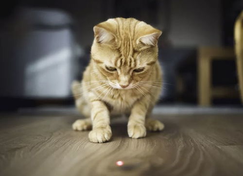猫为什么会喜欢追逐它永远也 抓不住 的激光笔红点
