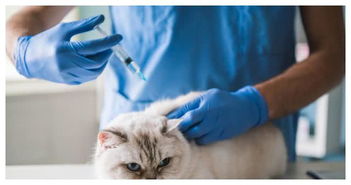 为什么给猫打完疫苗,不要着急离开医院
