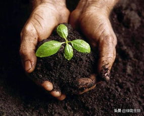 种植户嫌用微生物菌成本高,专家呼吁 微生物菌价格再高也要用