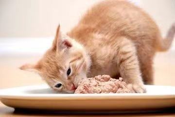 猫咪肠胃不好该怎么调理 吃什么调理猫咪肠胃最好