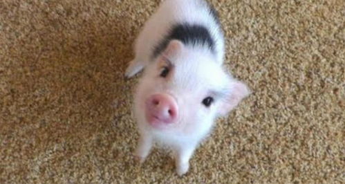 把猪当宠物养,这样活泼可爱的小猪,真是刷新了人们的认知啊 