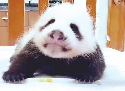 首只在沪出生的熊猫成长1个多月 快给宝宝起个名吧