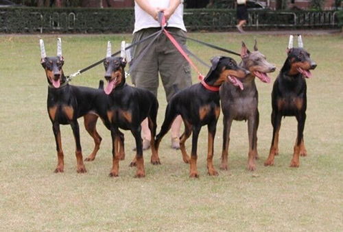 杜宾犬性格如何 饲养方法 训练方法 杜宾犬价格多少钱一只