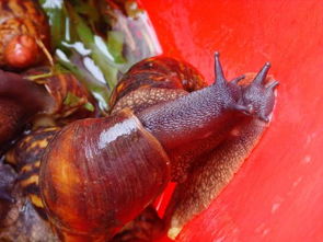 水里养的红色蜗牛图片图片