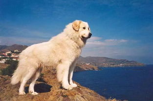 俄罗斯的狗也被制裁,俄罗斯禁养大白熊犬吗？