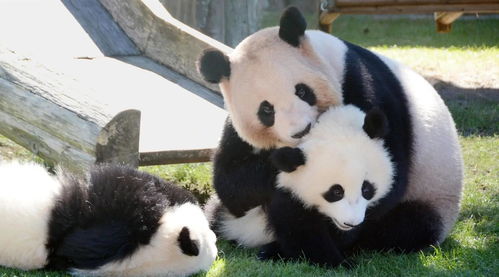 大熊猫在日本白白净净的,为何回国后却那么脏 饲养员 为它好