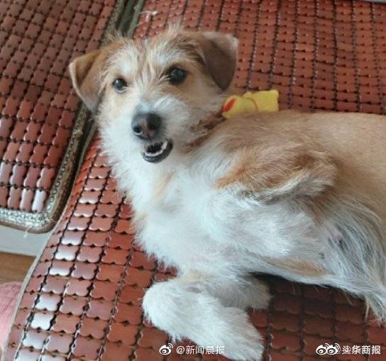 吉林四平决定将中华田园犬移出 禁养犬名单 考虑群众反映