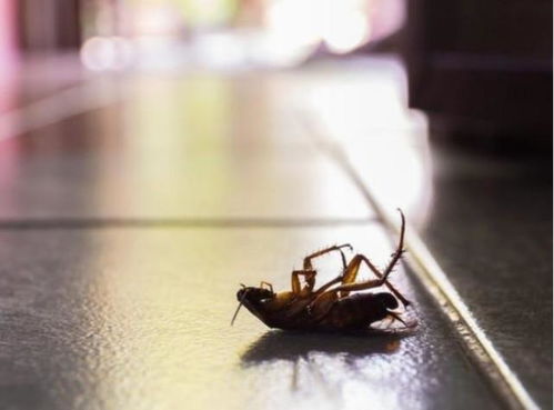 上海一居民楼蟑螂成灾,洗衣机里也爬满蟑螂,为何会这样