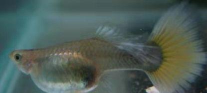 雌性凤尾鱼,在繁殖期间,为什么会出现频繁患病和死亡的现象