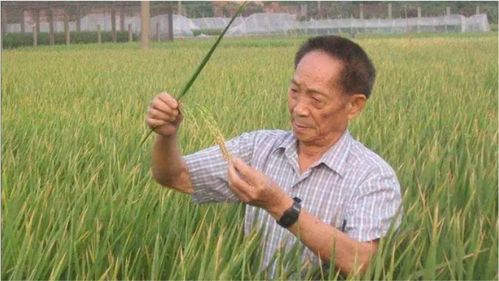袁隆平去世,其小儿子接棒 希望在盐碱地上种水稻帮农户增收 