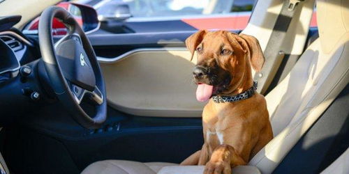 特斯拉正研发 狗狗模式 保护留在车内的宠物狗安全 