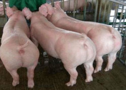 养猪户养猪,喂干料长得快还是喂湿料长得快,哪种更适合养猪户