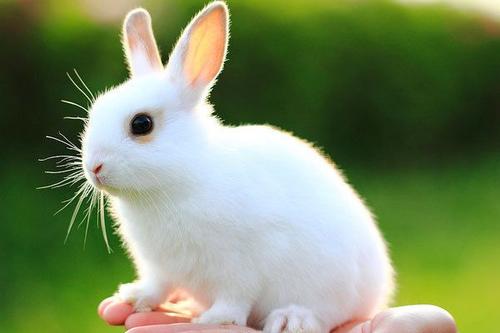 兔儿爷 兔神,古代神话为何常出现兔子 兔子凭什么 受宠 