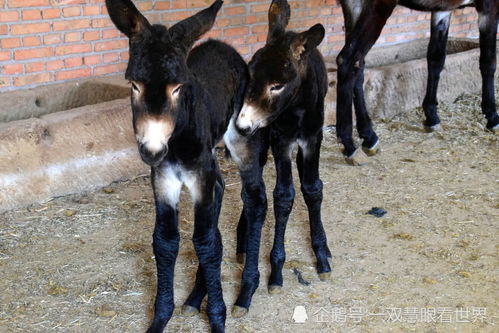 内蒙赤峰农户家一天产下三只驴驹,有一早产儿,它和妈妈是怎么活过来的