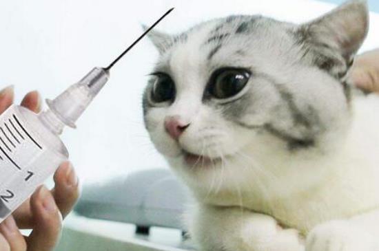 猫咪疫苗什么时候打 应该打哪种的疫苗 