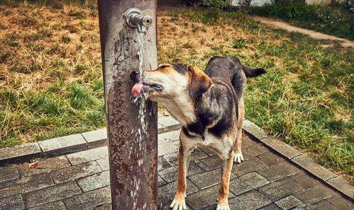 小心狗狗在户外随便喝水,3种水源,主人一定要避免