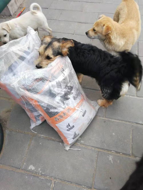 北京同城狗狗领养 