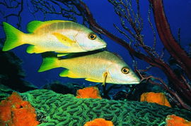 水中世界图片 动物图鱼 海水 世界,饮食水果,水中世界 