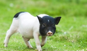 奥斯萨巴岛猪 宠物猪品种之一