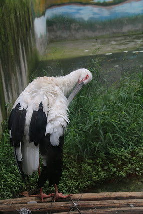 正在啄毛的白鹤 尾部