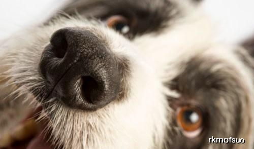 狗狗流鼻血并不常见,它们流鼻血可不是因为上火,大多因为病了