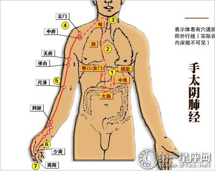 肺在身体哪个部位图片 搜狗图片搜索