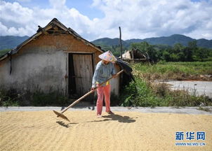 海南农民端午收稻忙 