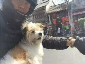 一人一狗走西藏 史上最萌流浪狗,温暖了他孤独的旅行