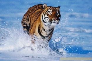 世界上最勇猛的动物,老虎第三,狮子在它的面前只有逃跑的份 