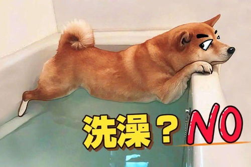 狗狗夏日洗澡五步骤,你夏天给狗狗洗澡的方式正确吗