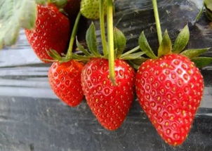 全了 盘点郑州周边摘草莓的九大好去处 
