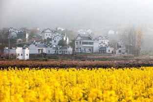 万山花开 当涂万佳山