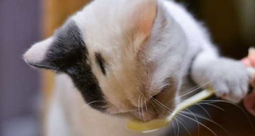 猫如何合理喂养