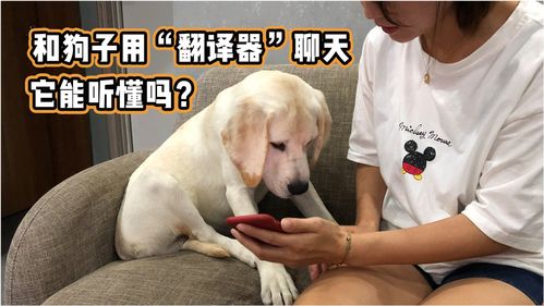 用狗语翻译器和拉布拉多聊天,狗子表现出各种反应,它真的能听懂吗 