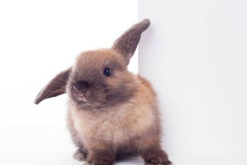 兔兔兔 出生在哪一年最好命 这几年出生的生肖兔,命里多金