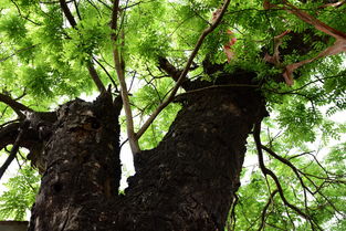 行走在徐州市郑集镇,寻找当年杜家祠堂,祠堂内老槐树树龄测算