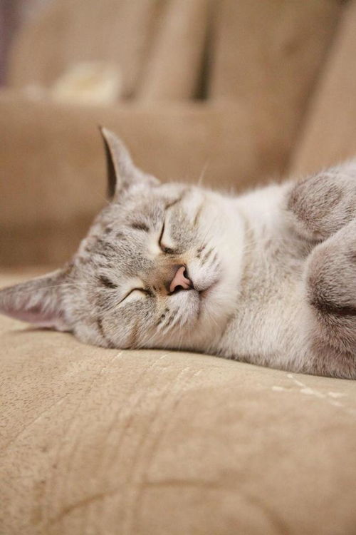 猫咪睡觉的时候为什么会发出呼噜噜的声音 这是它在打呼噜吗