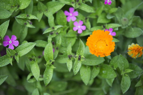 蔓长春花和长春花的区别 