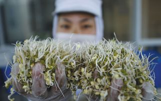 梦见很多生长茂盛的豆芽菜是何兆头