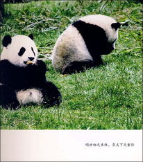 大熊猫大智慧