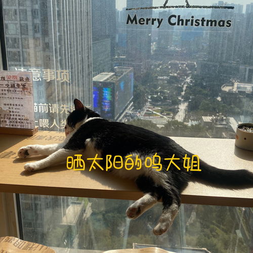 重庆观音桥猫咖 人均35猫咖 
