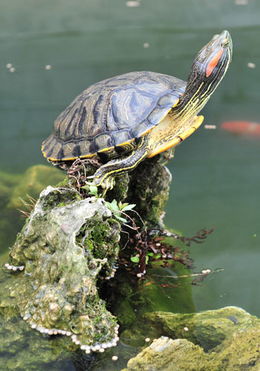 【养巴西龟放多少水】养巴西龟的水需超龟壳高度？
