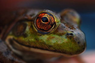 青蛙眼睛有什么特点 
